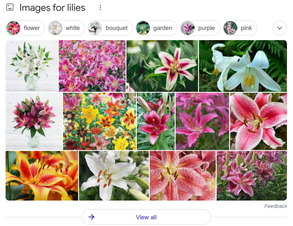 lillies-google-search-images-results